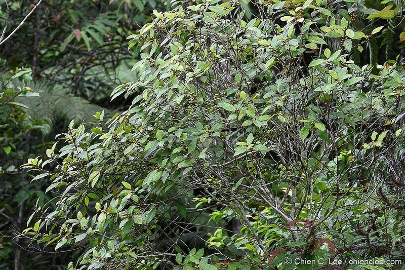 Ficus macilenta photo 3