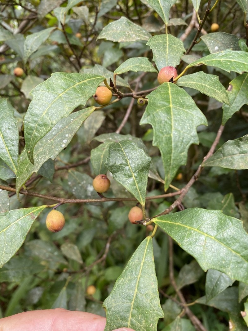 Ficus macilenta photo 4