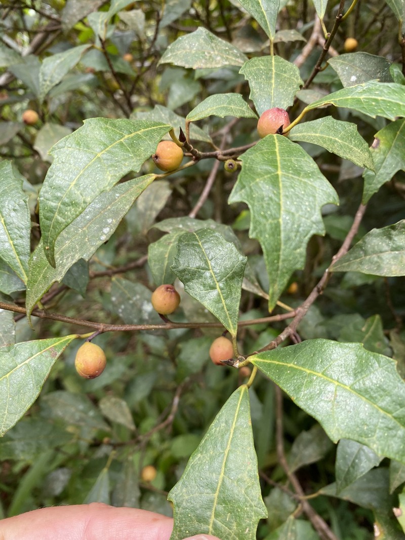 Ficus macilenta photo 5
