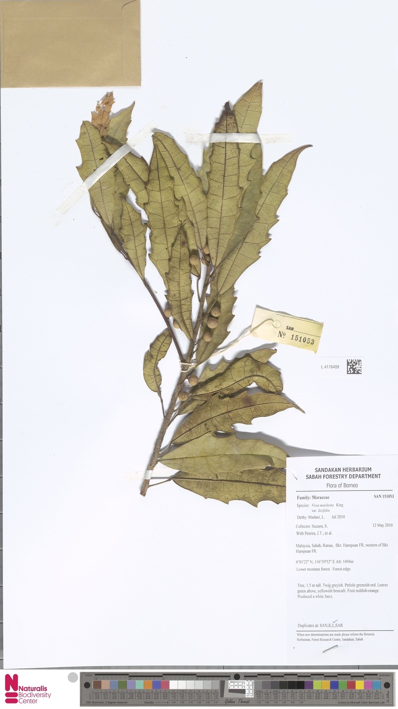 Ficus macilenta photo 6