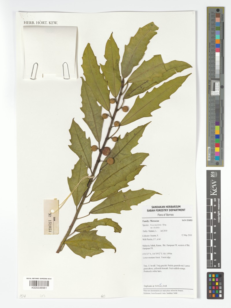 Ficus macilenta photo 7