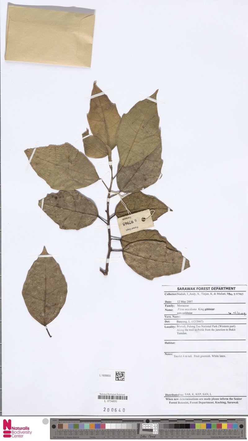 Ficus macilenta photo 8