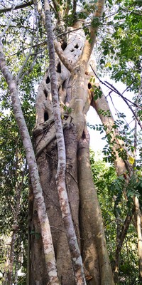 Ficus maclellandii