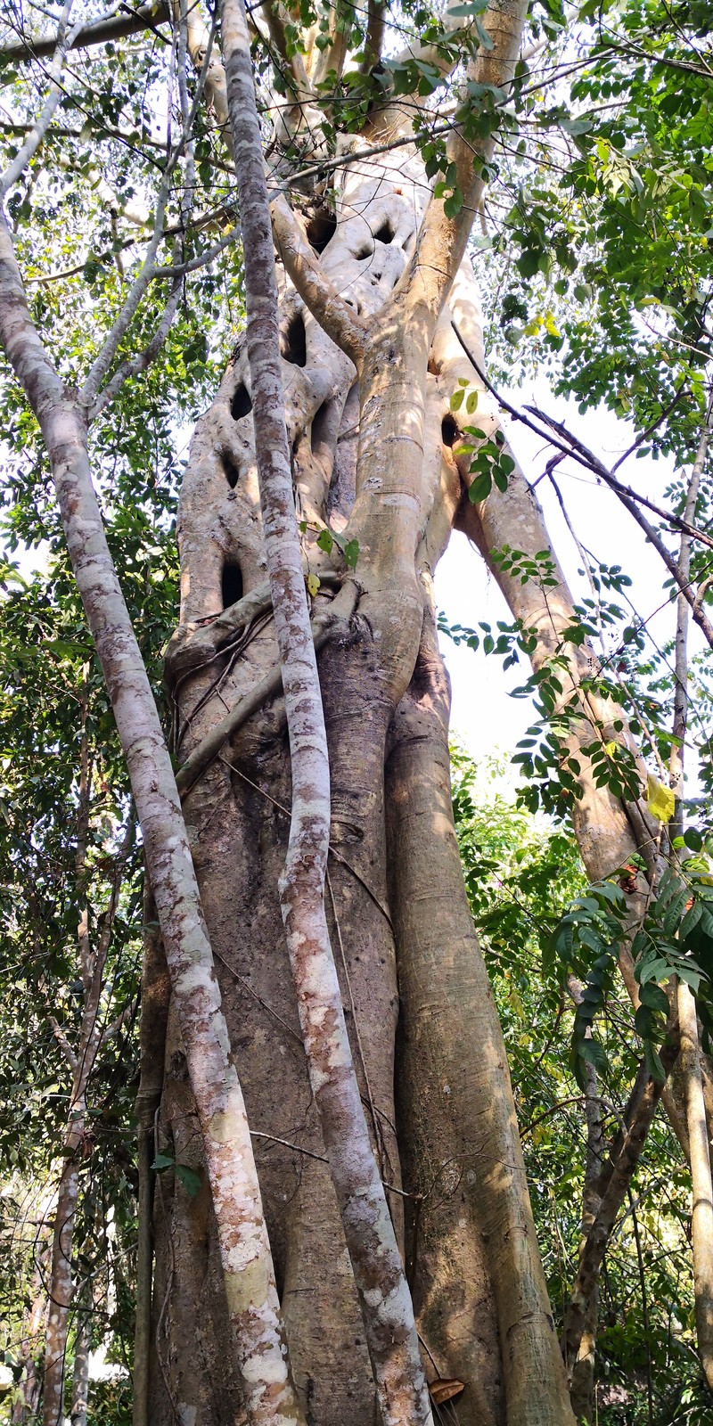 Ficus maclellandii