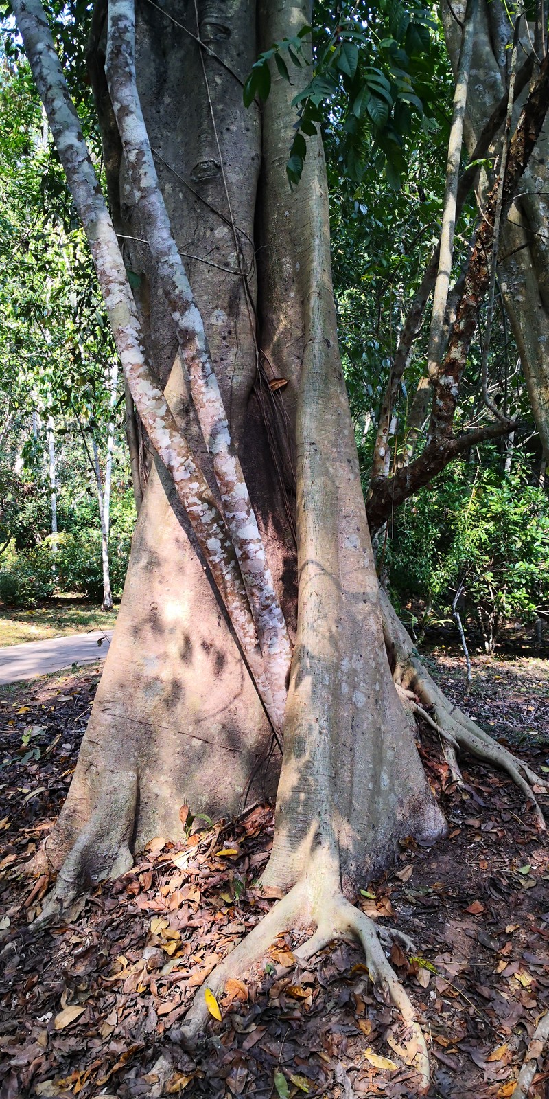 Ficus maclellandii photo 2