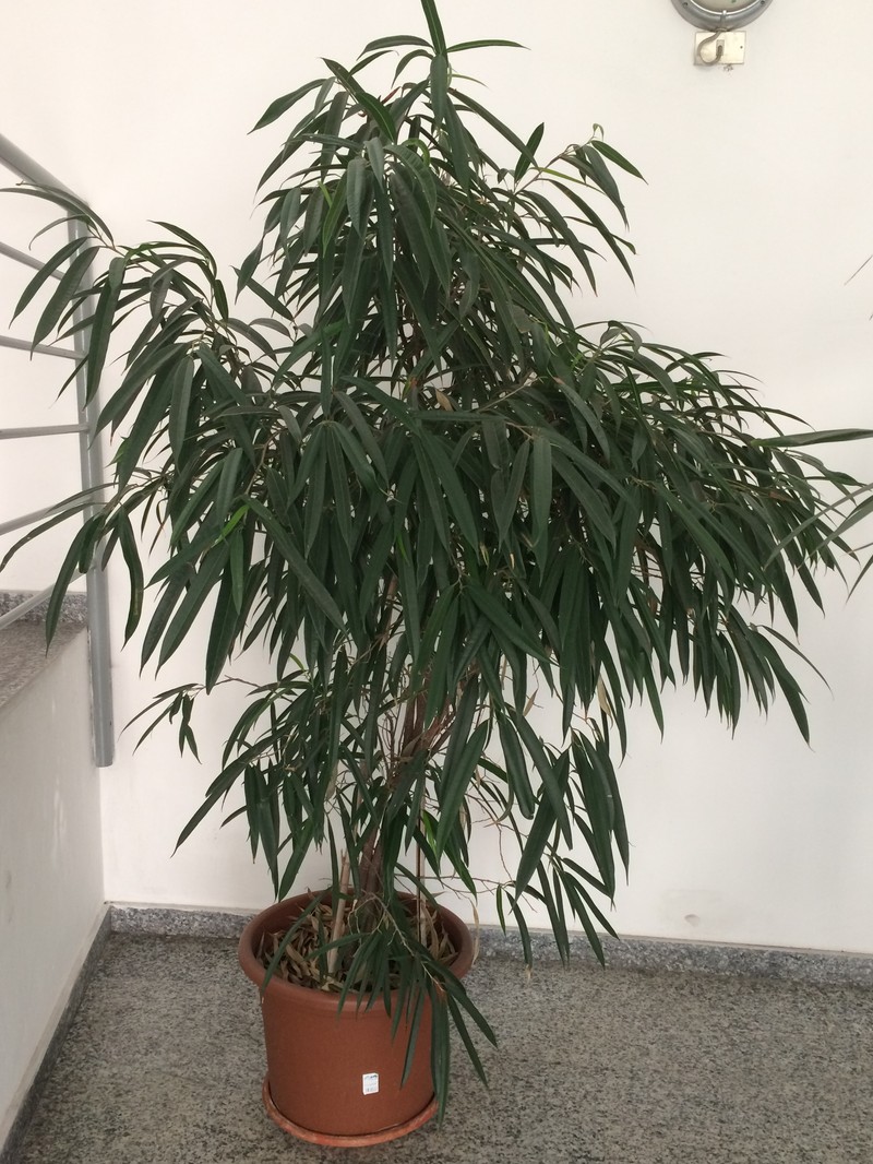 Ficus maclellandii photo 3
