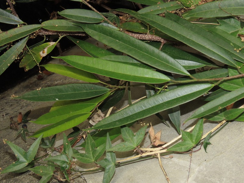 Ficus maclellandii photo 4