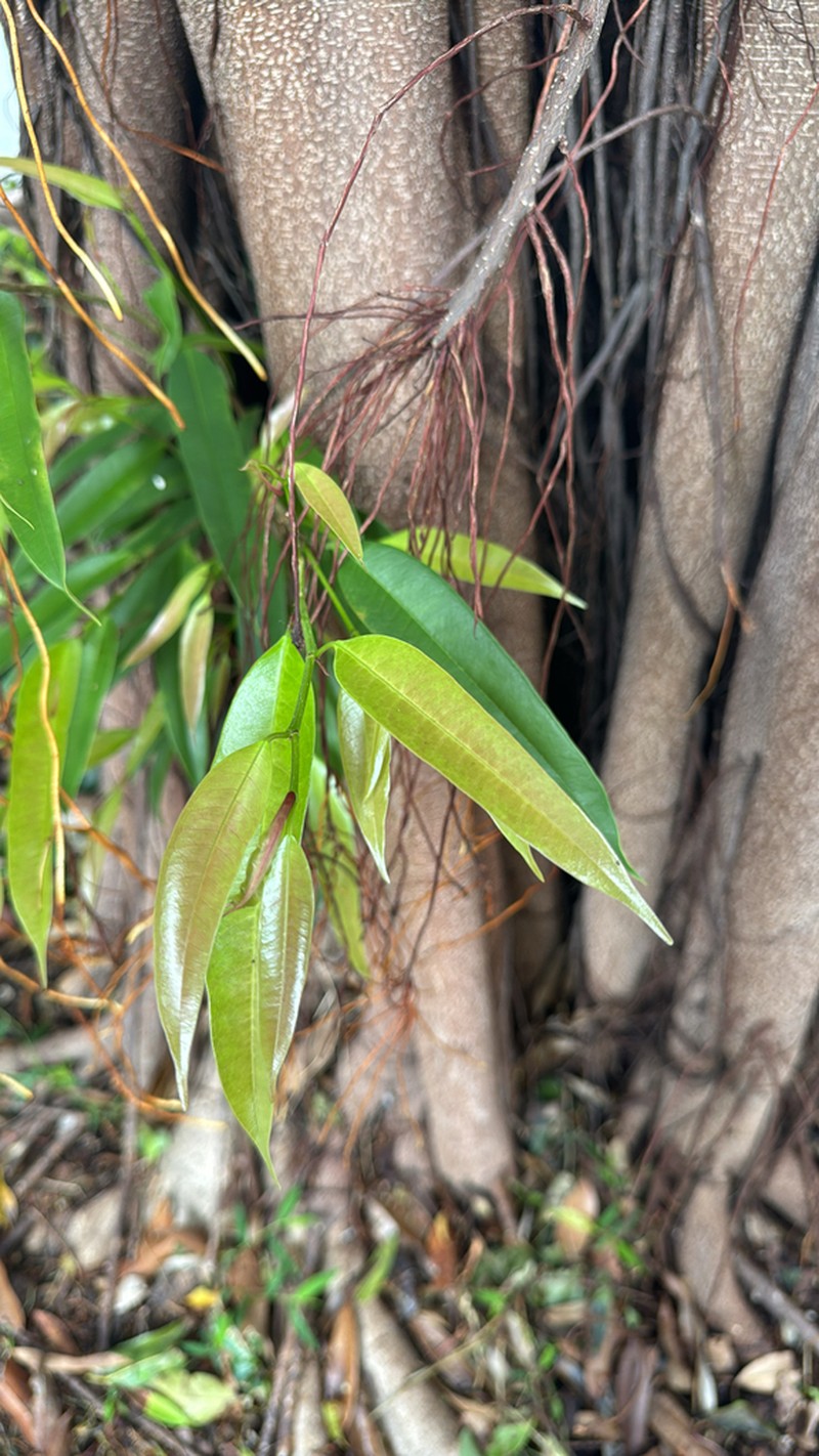 Ficus maclellandii photo 5