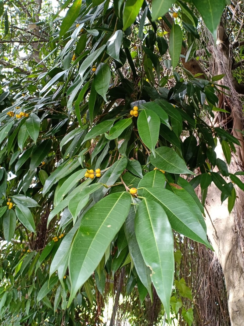 Ficus maclellandii photo 6