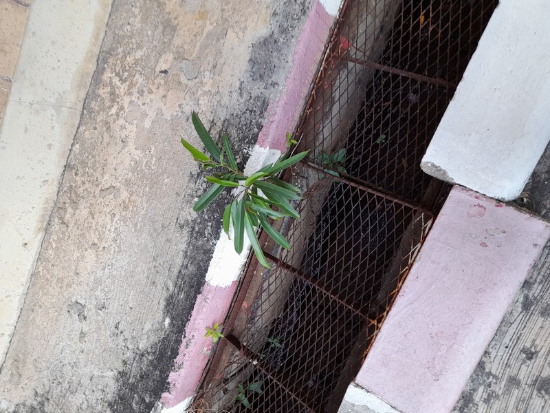 Ficus maclellandii photo 7
