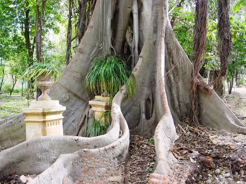 Moreton Bay Fig