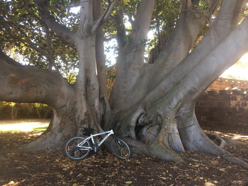 Moreton Bay Fig photo 2
