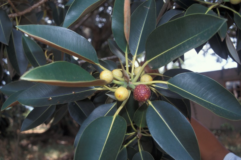 Moreton Bay Fig photo 3