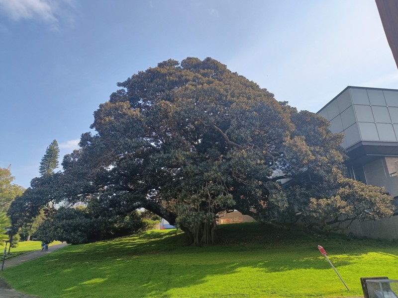 Moreton Bay Fig photo 4