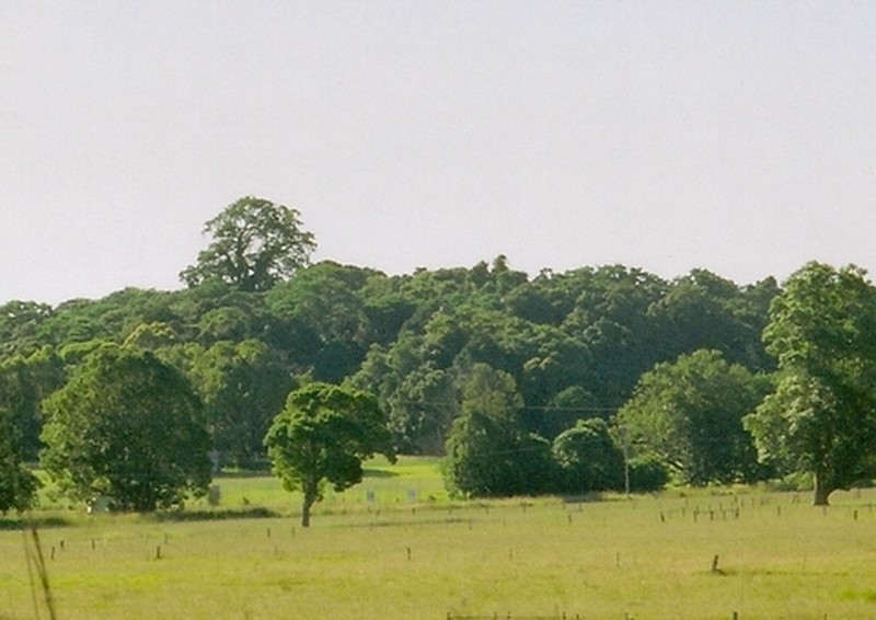 Moreton Bay Fig photo 5