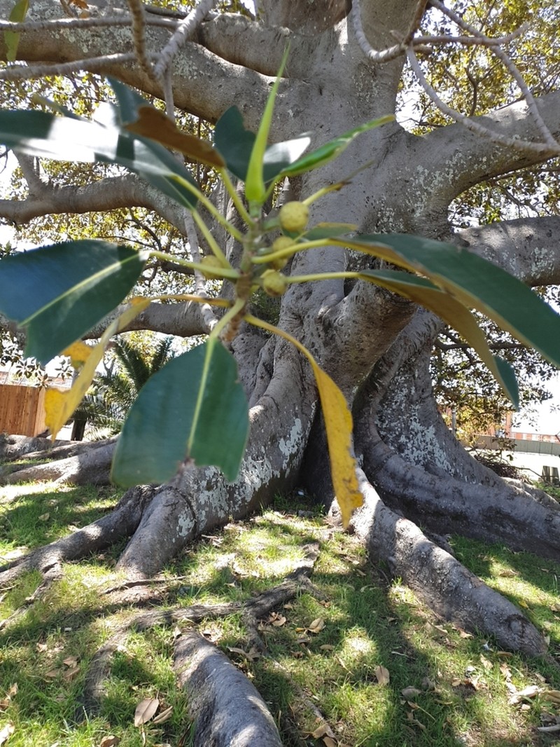 Moreton Bay Fig photo 6