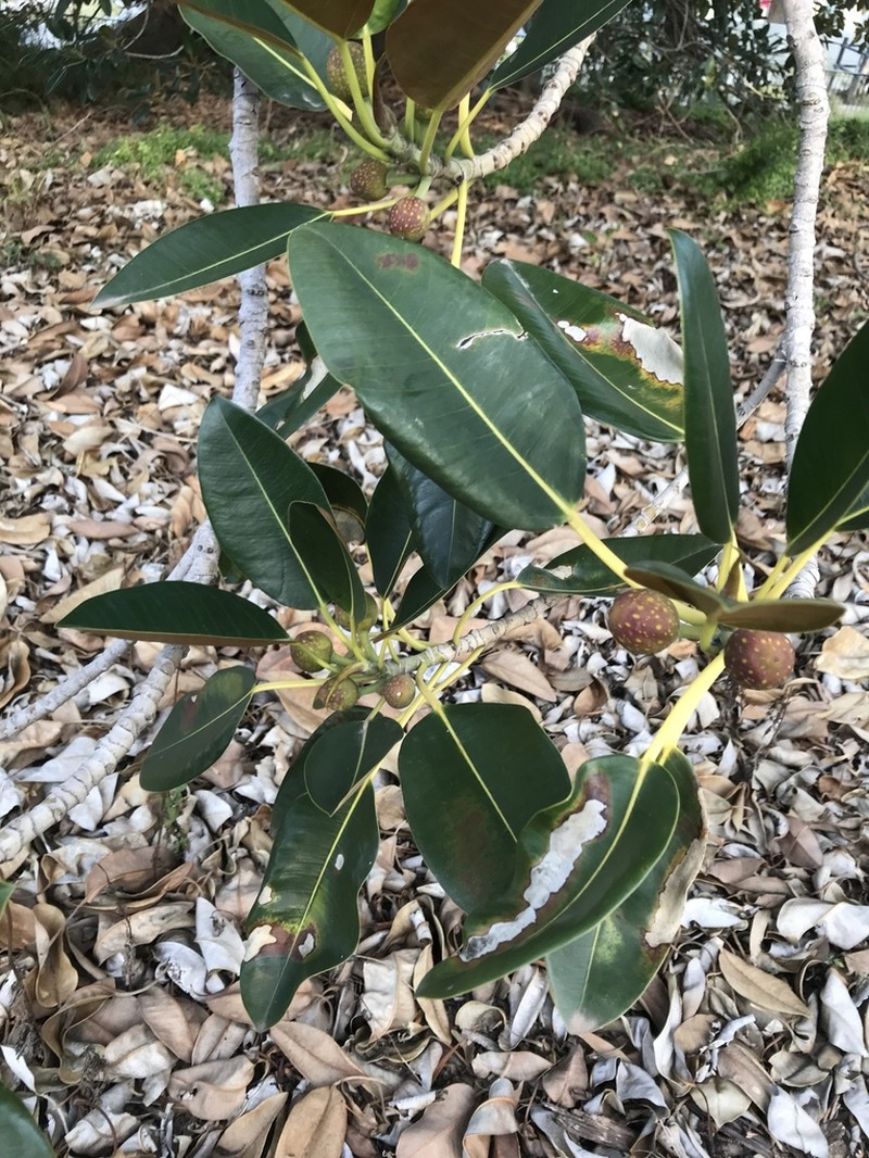 Moreton Bay Fig photo 7