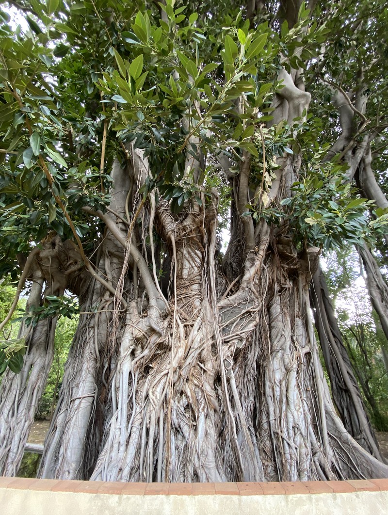 Moreton Bay Fig