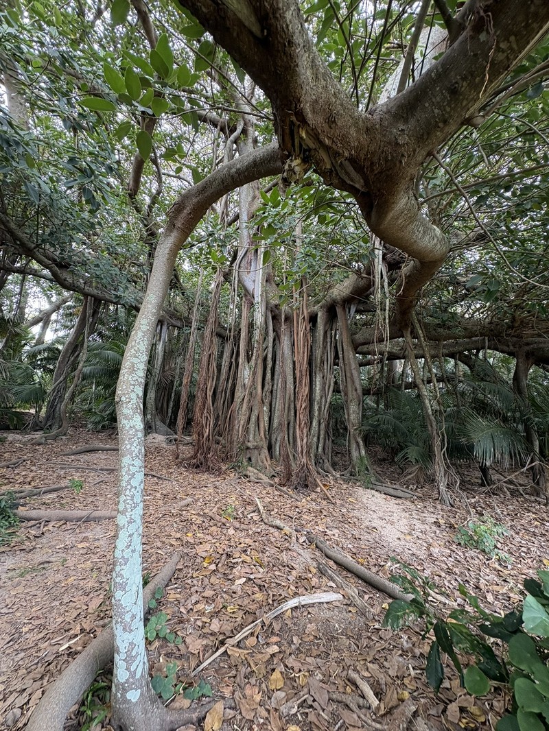 Ficus macrophylla f. columnaris
