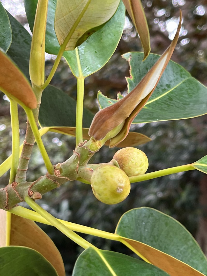 Ficus macrophylla f. columnaris photo 2