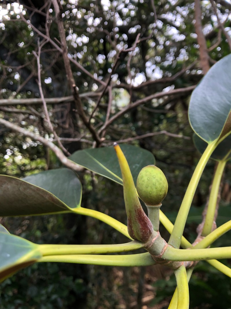 Ficus macrophylla f. columnaris photo 3