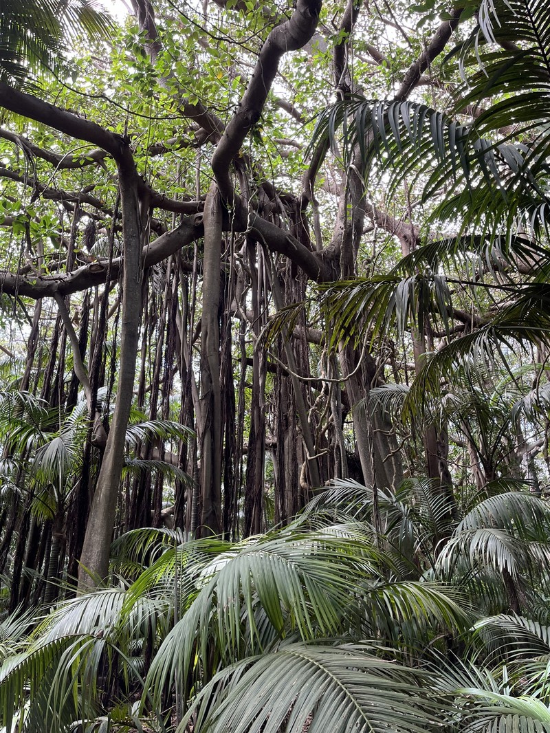 Ficus macrophylla f. columnaris photo 4