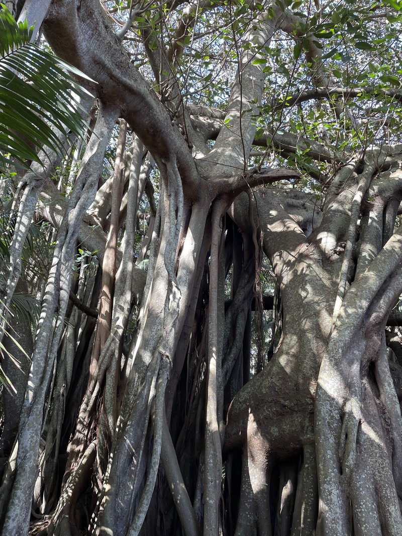 Ficus macrophylla f. columnaris photo 5