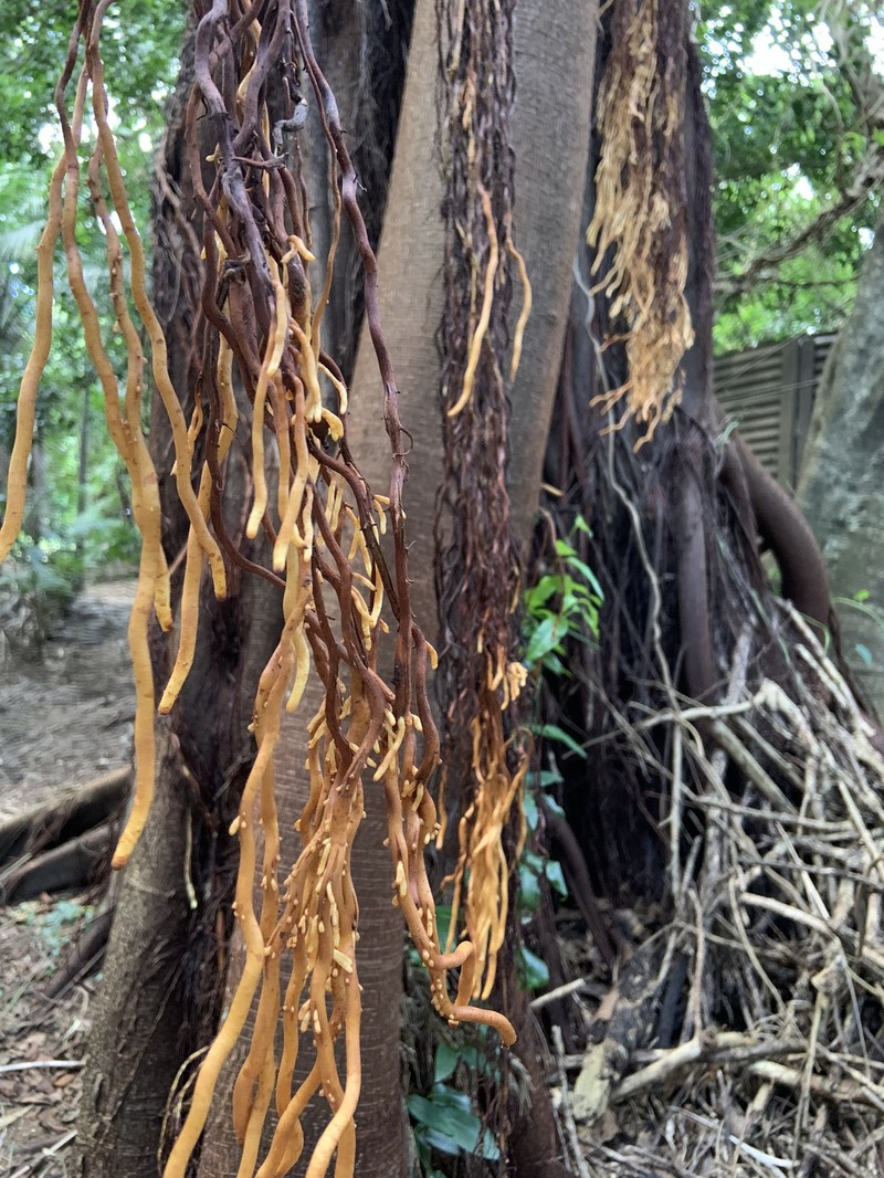Ficus macrophylla f. columnaris photo 6