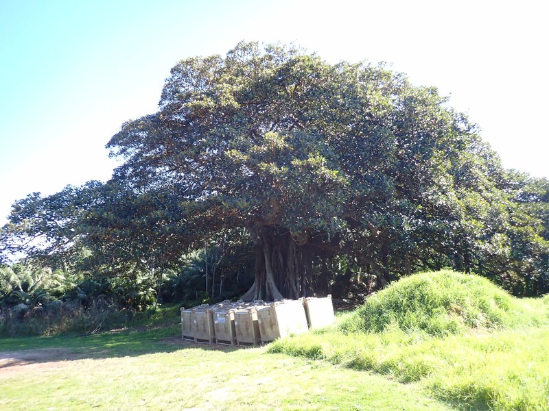 Ficus macrophylla f. columnaris photo 7