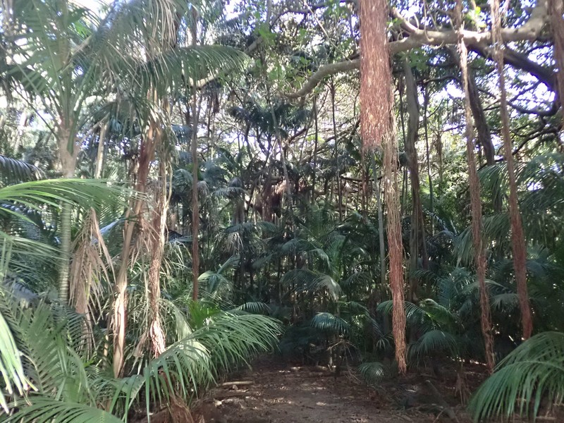 Ficus macrophylla f. columnaris photo 8