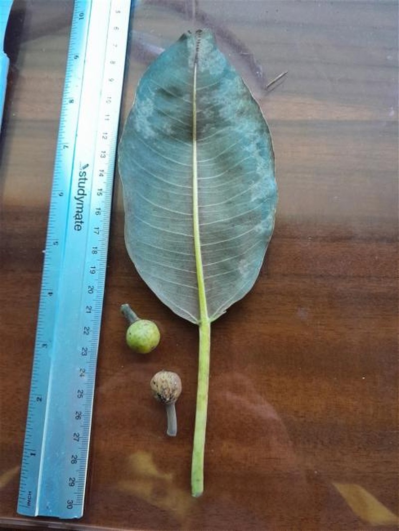 Ficus macrophylla f. macrophylla