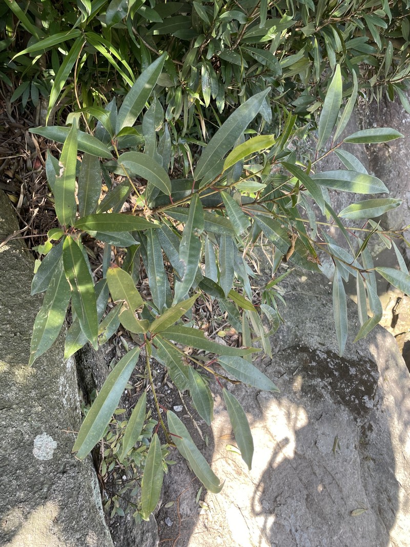 Ficus macropodocarpa