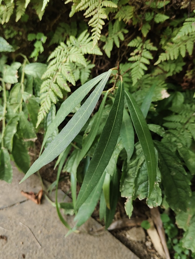 Ficus macropodocarpa photo 3
