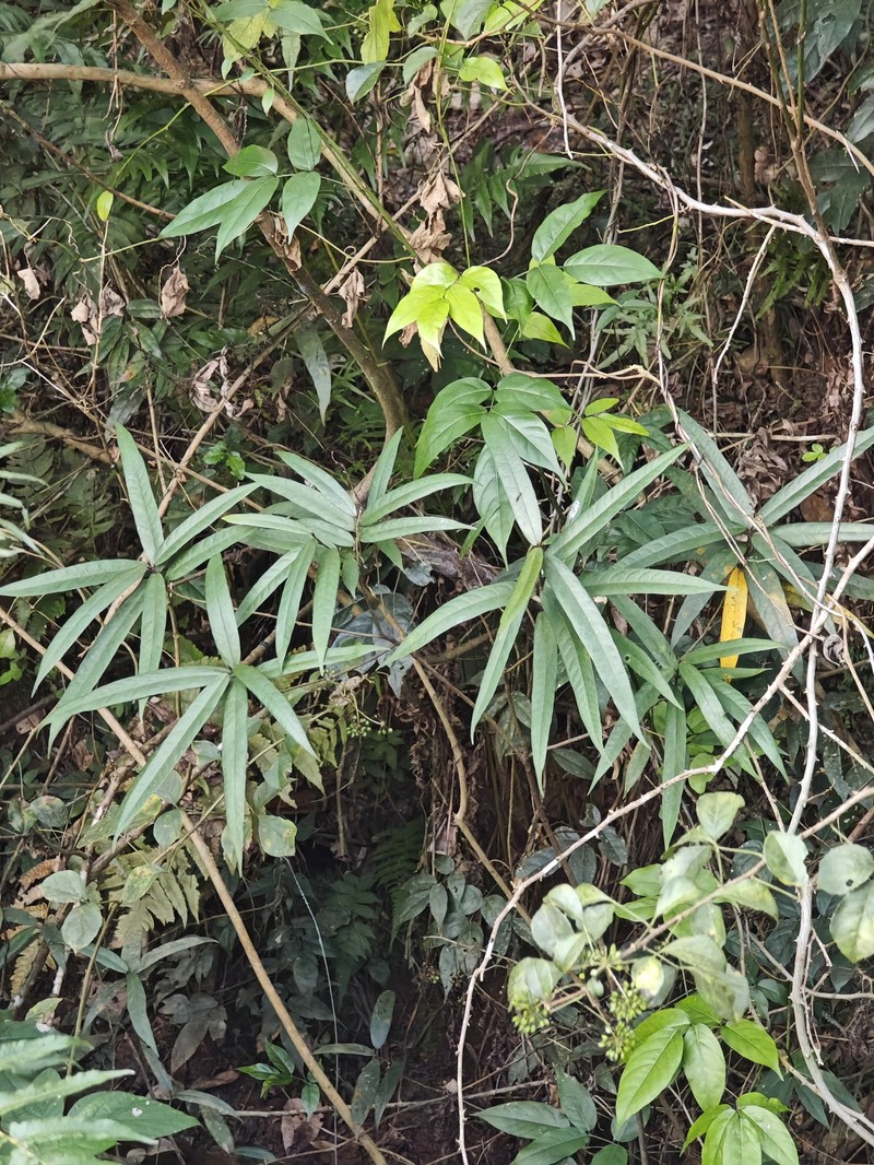 Ficus macropodocarpa photo 4