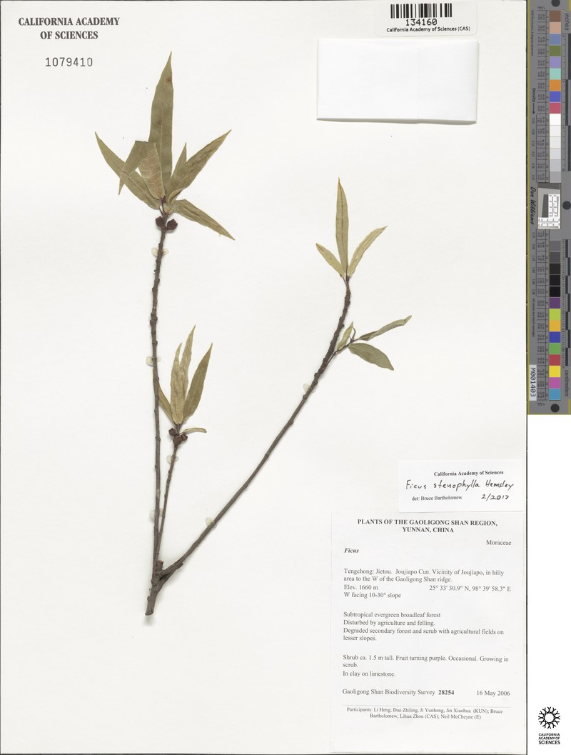 Ficus macropodocarpa photo 5