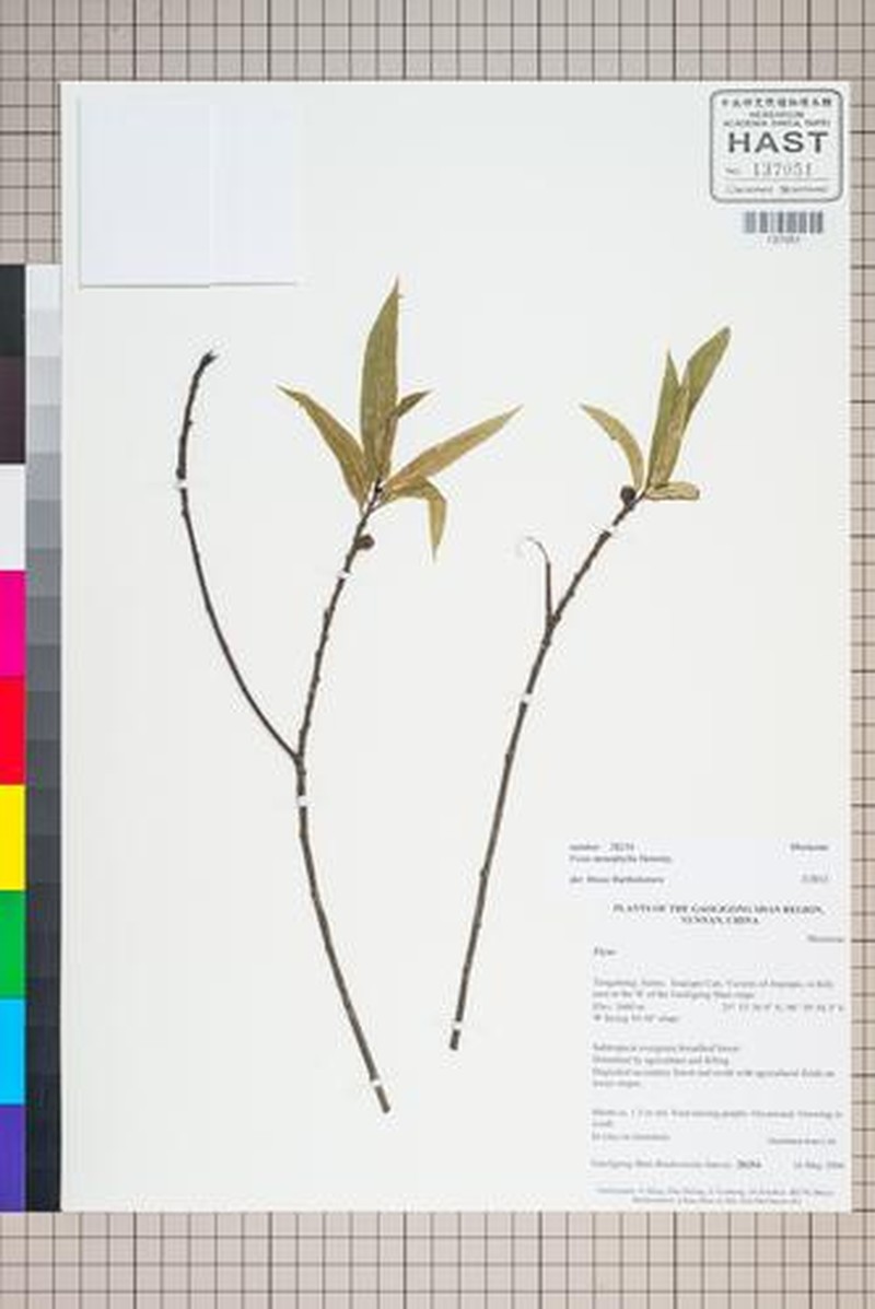 Ficus macropodocarpa photo 6