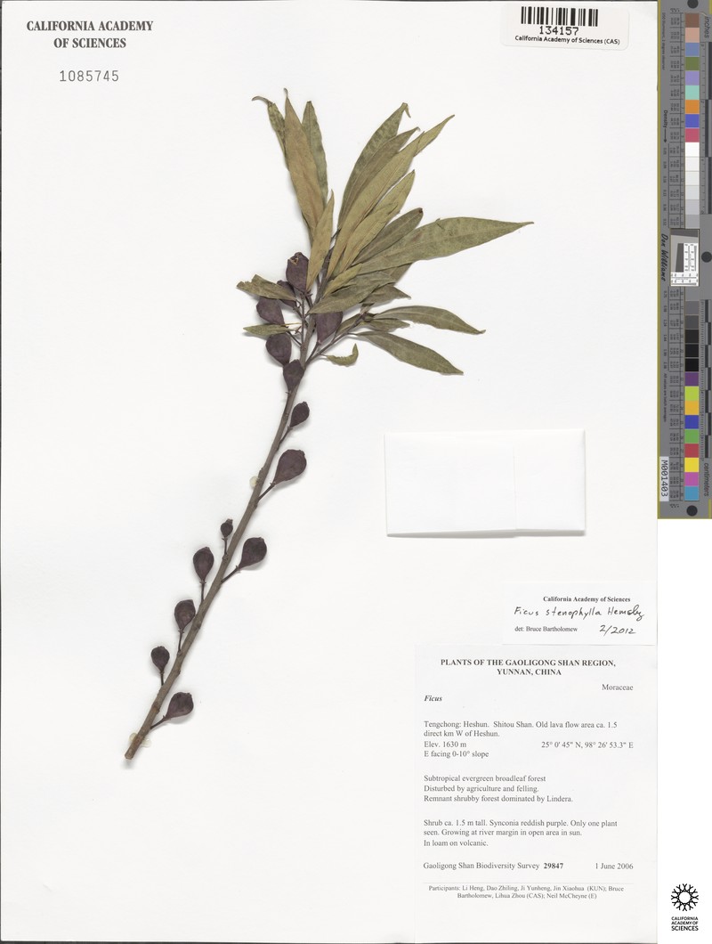 Ficus macropodocarpa photo 7
