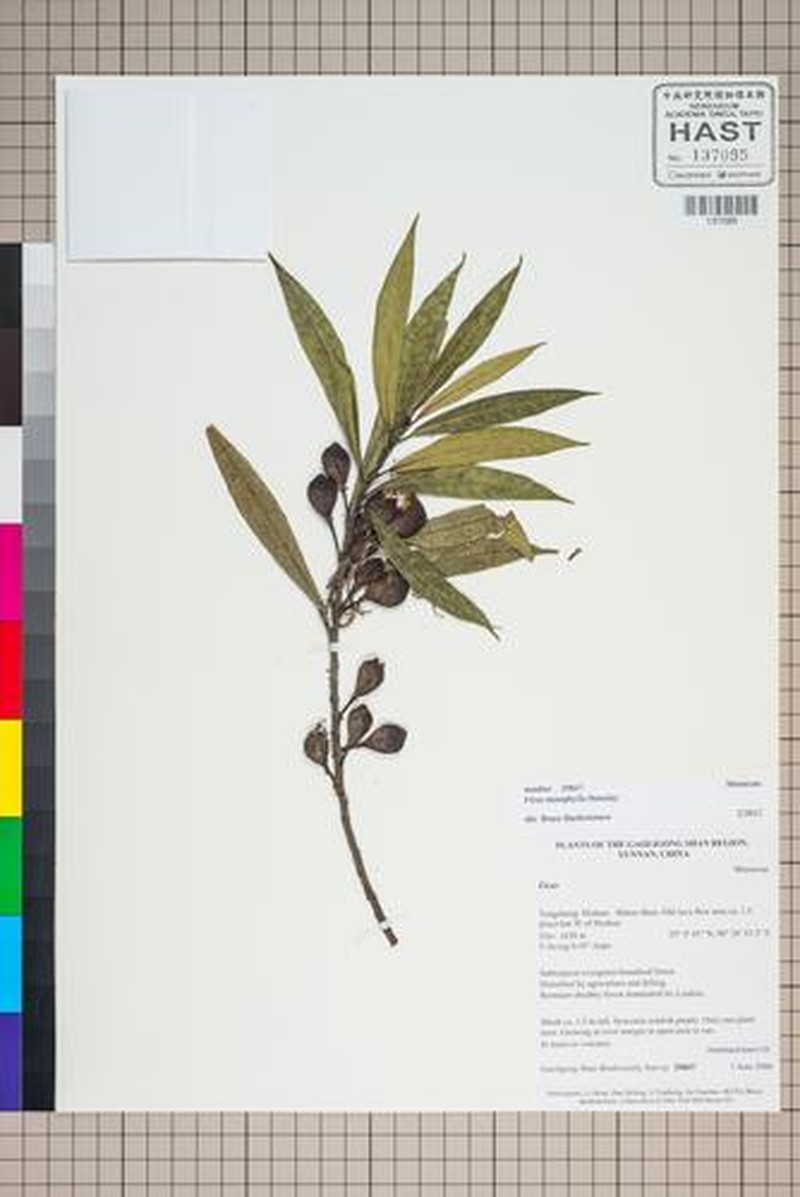 Ficus macropodocarpa photo 8