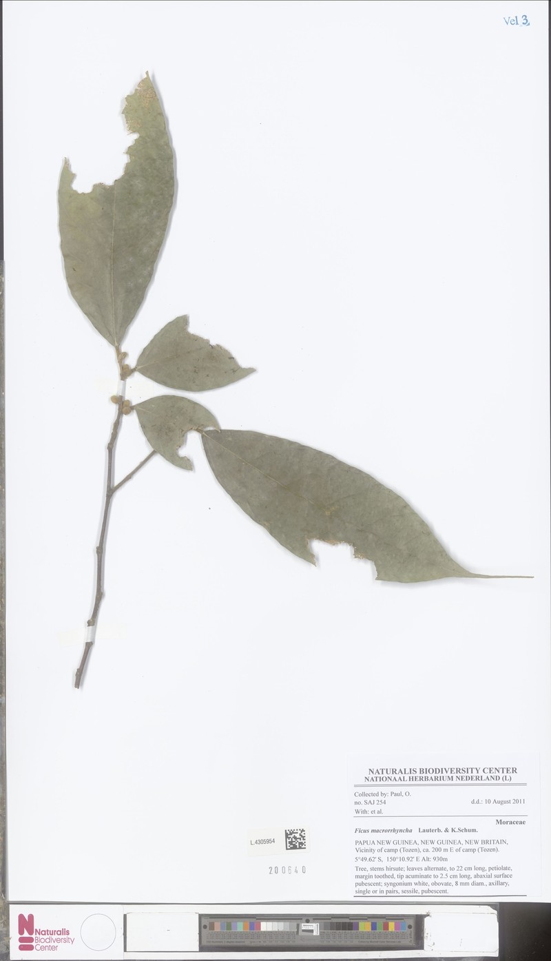 Ficus macrorrhyncha