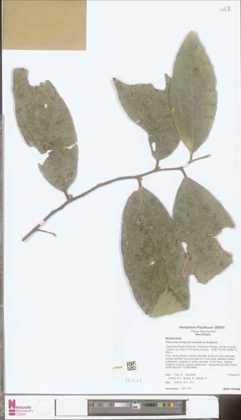Ficus macrorrhyncha photo 2