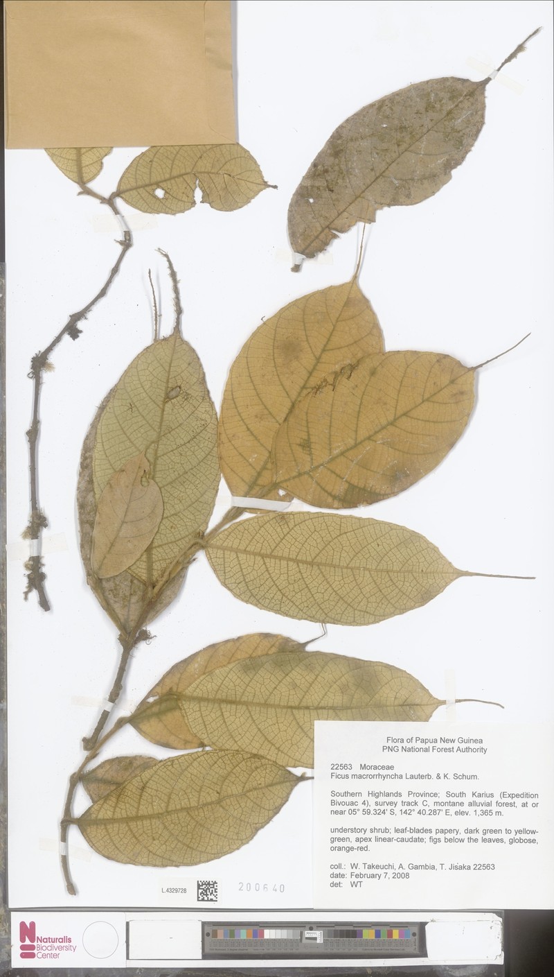 Ficus macrorrhyncha photo 3