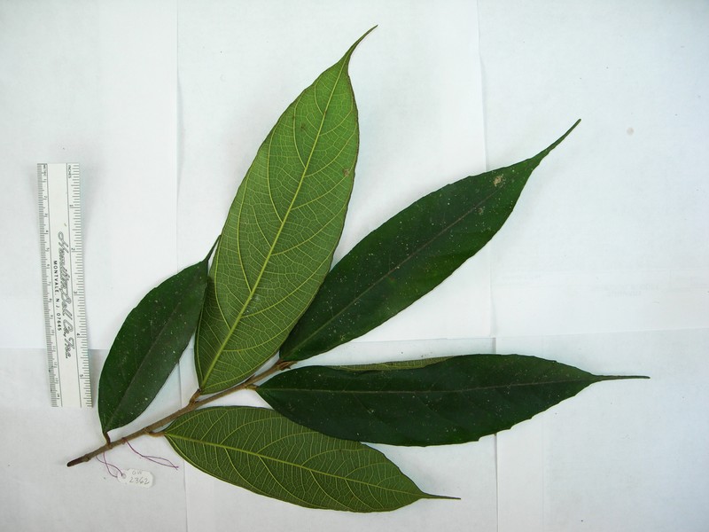 Ficus macrorrhyncha photo 5