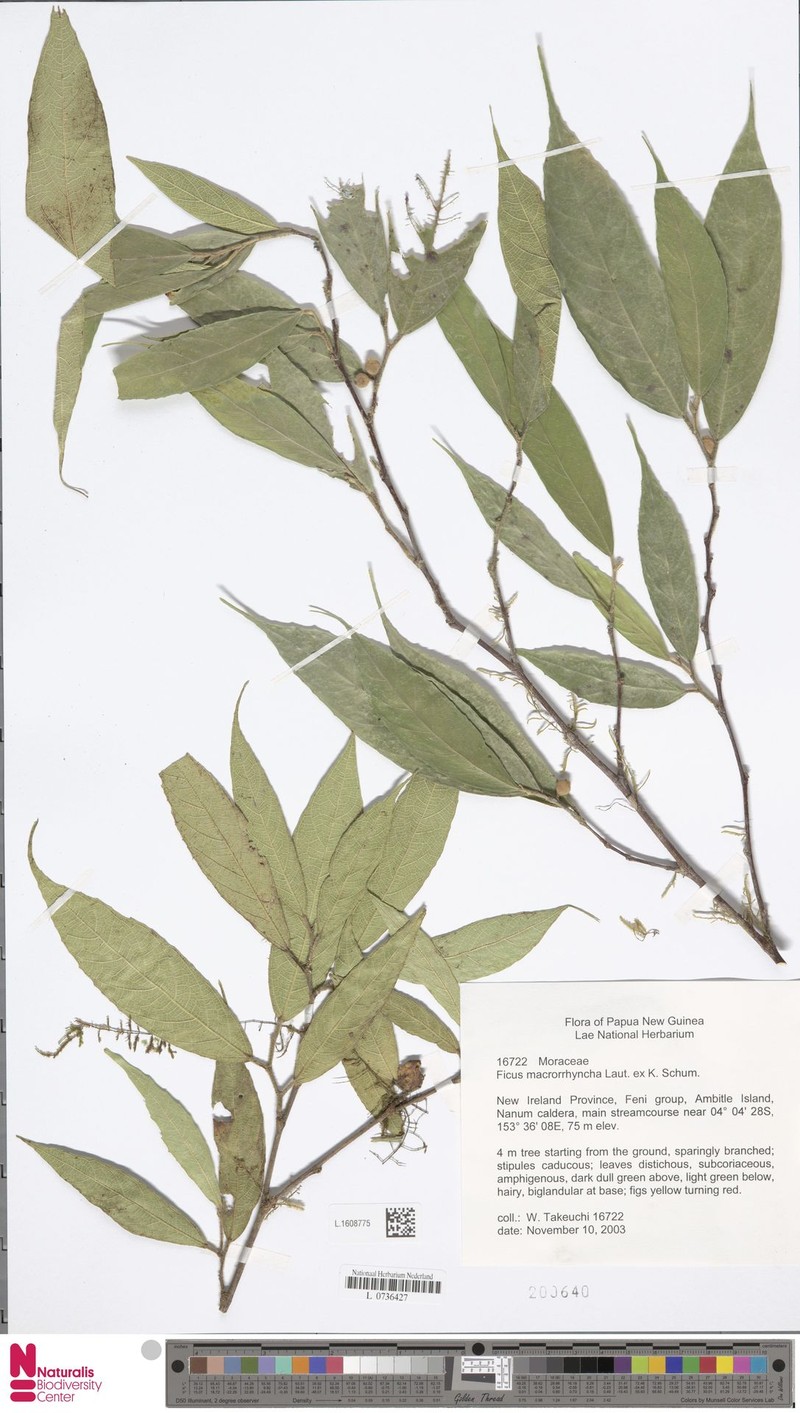Ficus macrorrhyncha photo 6