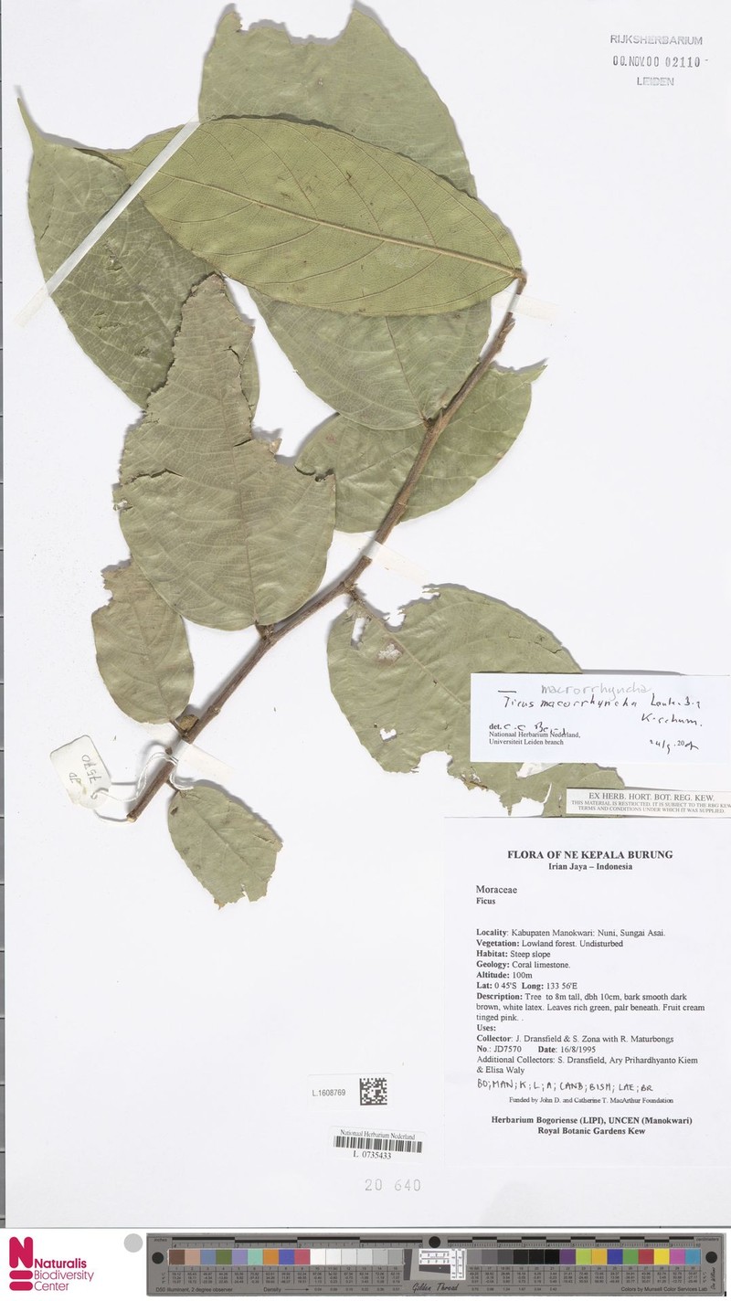 Ficus macrorrhyncha photo 8