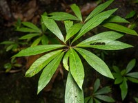 Ficus macrostyla