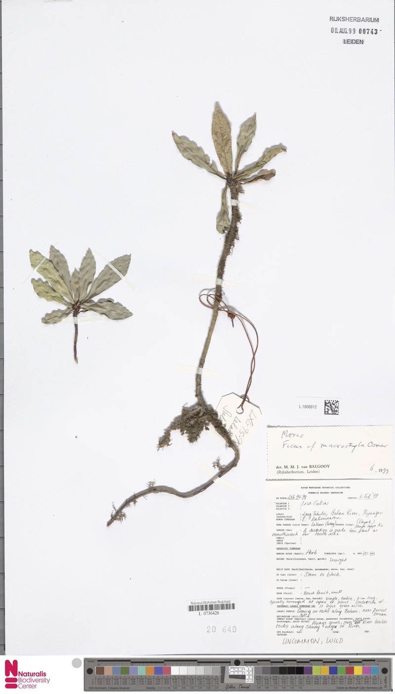 Ficus macrostyla photo 2