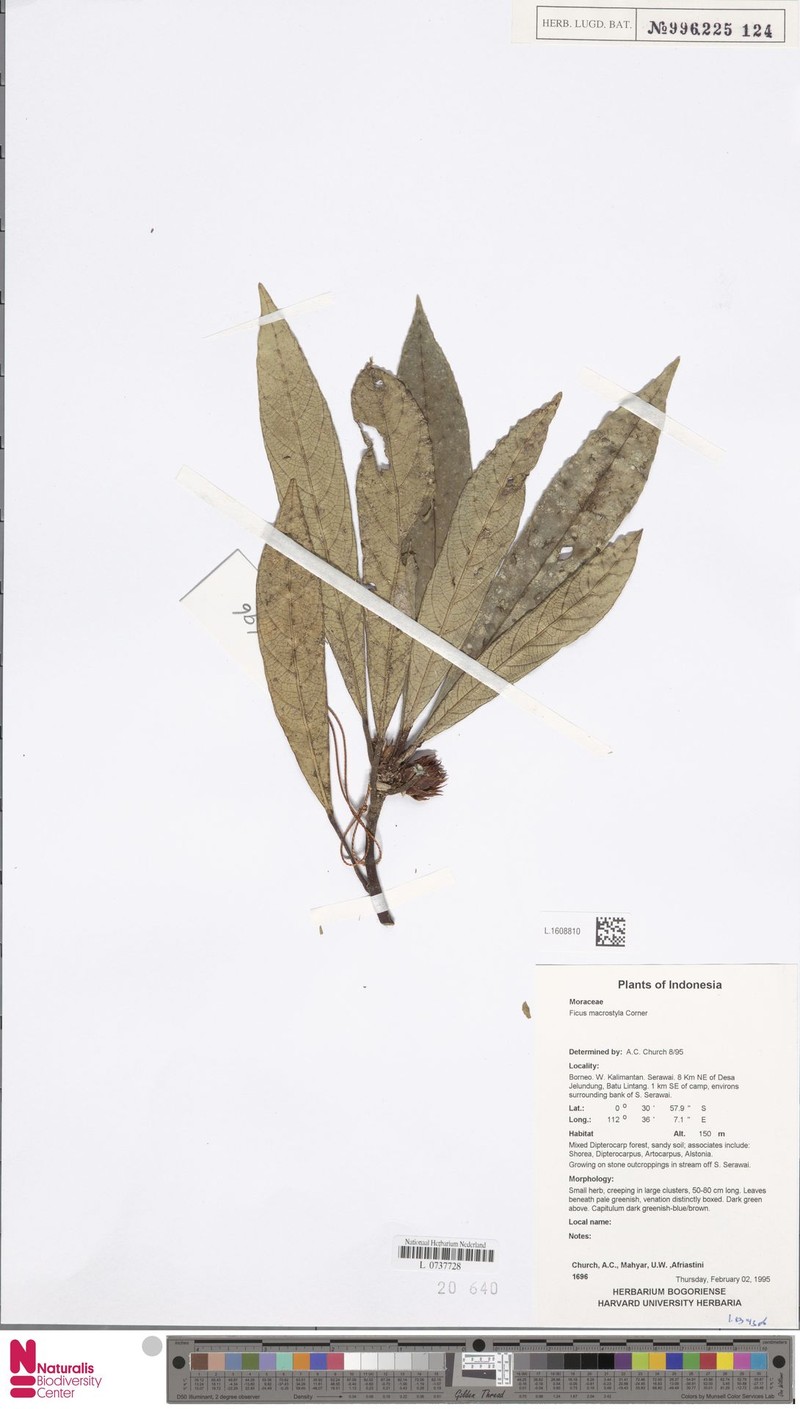 Ficus macrostyla photo 3