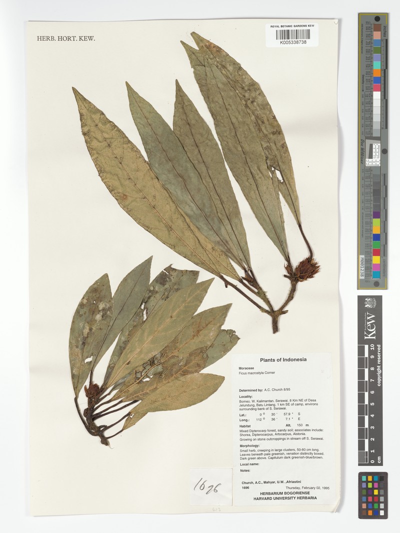 Ficus macrostyla photo 4
