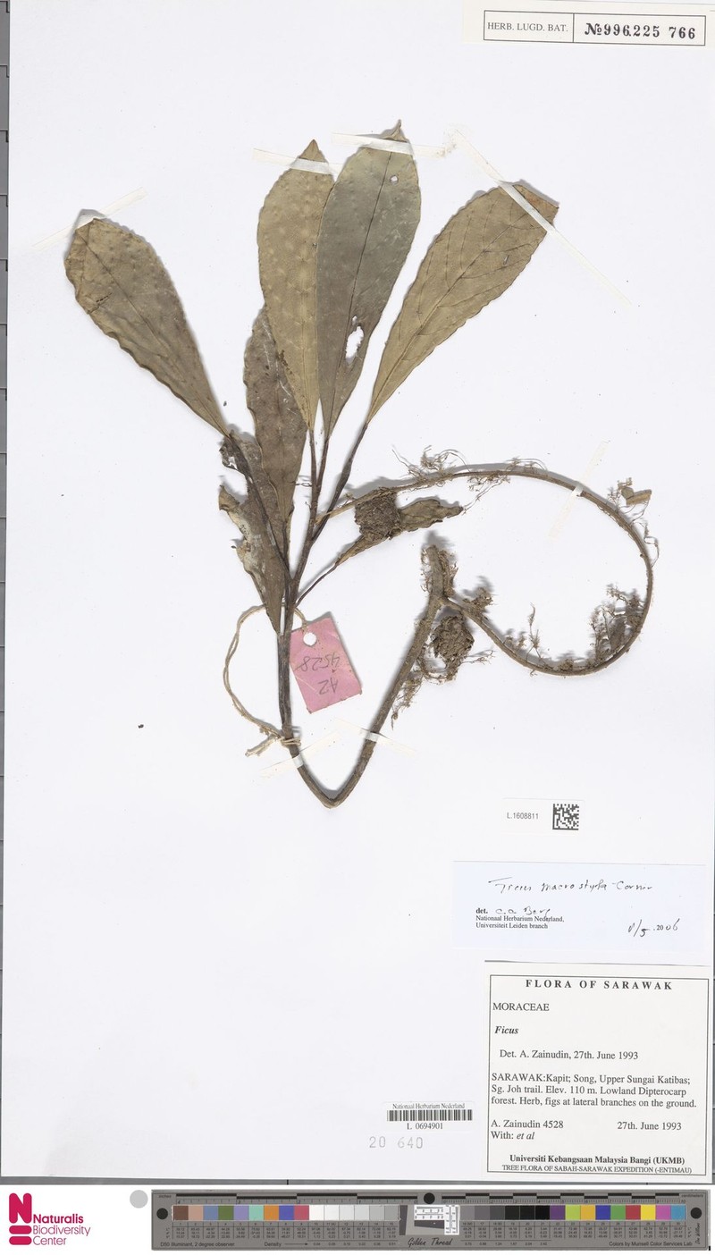 Ficus macrostyla photo 5