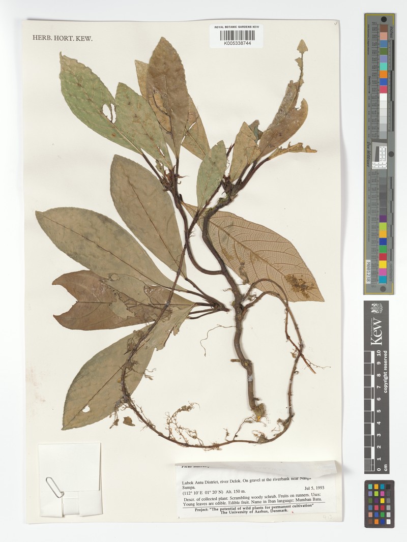 Ficus macrostyla photo 6